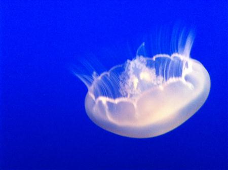 Jellyfish closeup