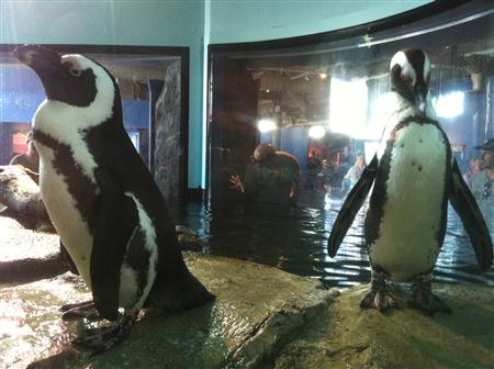 Penguin closeup