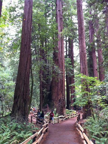 Muir Woods redwoods