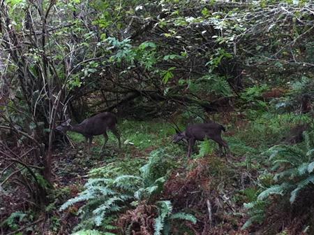 Deer in Muir Woods