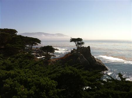 The Lone Cypress