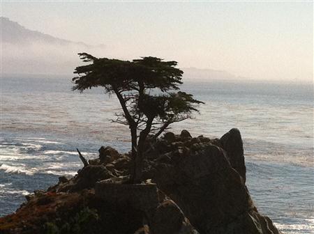 The Lone Cypress