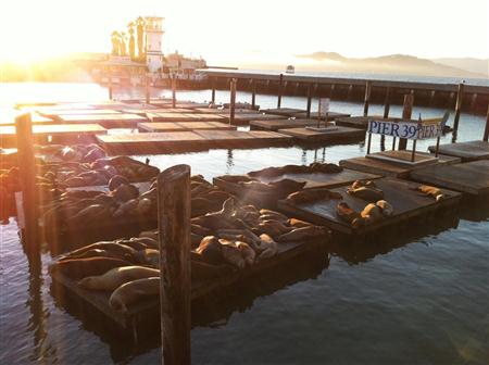 Sea Lions