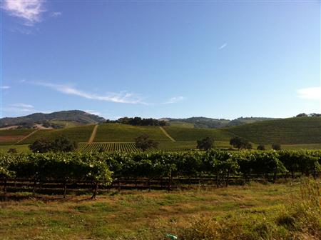 Ledson Vineyards