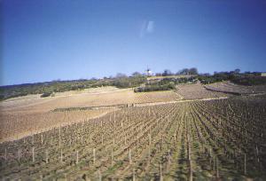 Vineyards.