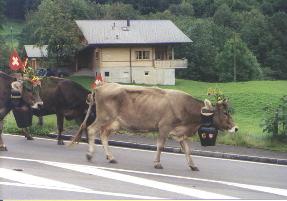 Photo of a cow with a huge bell and flowers on her head