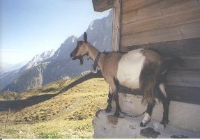 Photo of a goat on the side of a building at Grosse Scheidegg