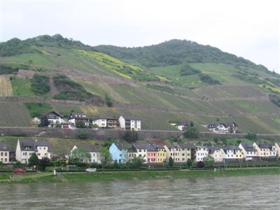 A classic view of a riverside village with vineyards rising on 45 degree slopes behind