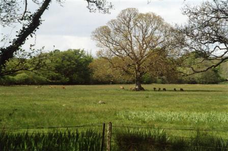 Red Deer in a Field