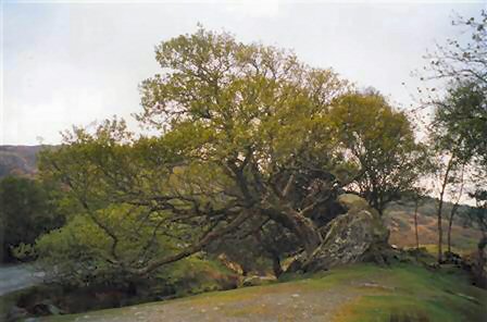 Killarney National Park Tree