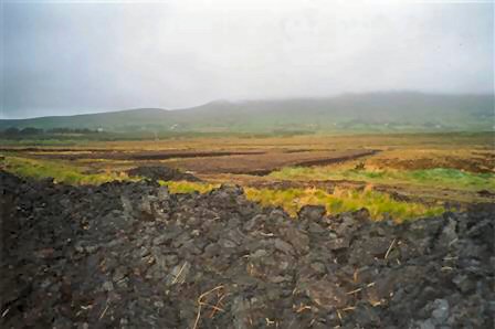 Peat Moss