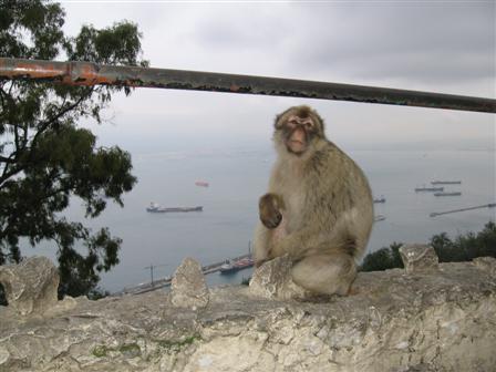 Barbary Ape